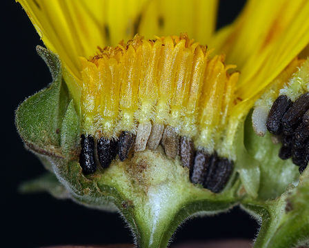 Image of canyon sunflower