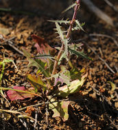 Image of California plumeseed