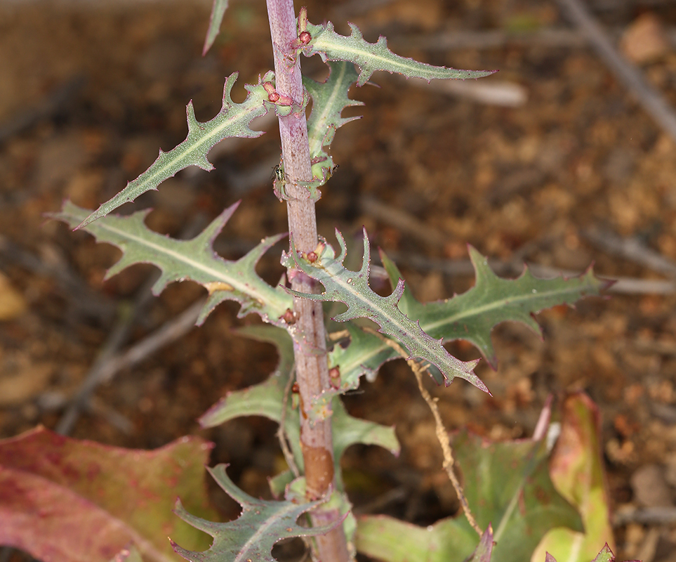 Image of California plumeseed