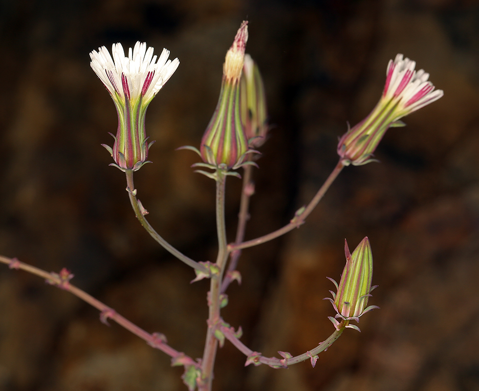 Image of California plumeseed