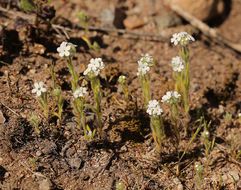 Image of Clearwater cryptantha