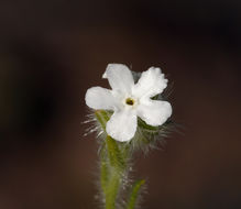 Слика од Cryptantha intermedia (A. Gray) Greene