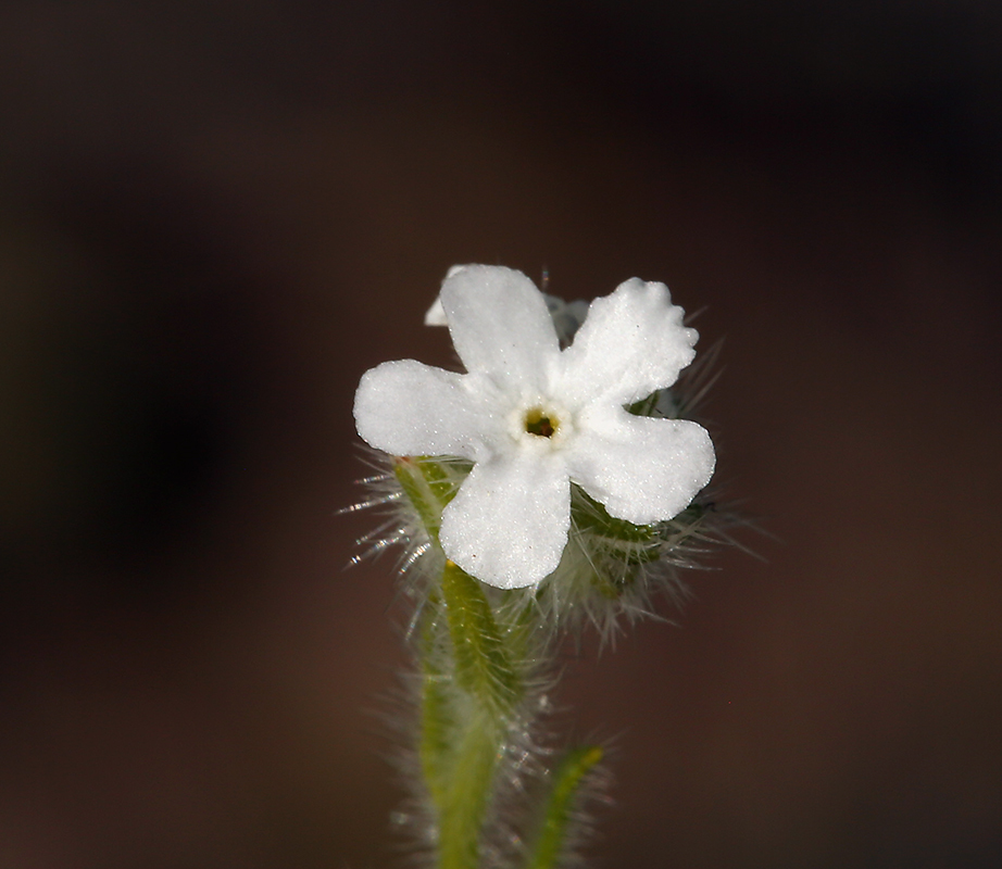 صورة Cryptantha intermedia (A. Gray) Greene