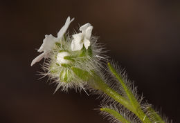 Слика од Cryptantha intermedia (A. Gray) Greene