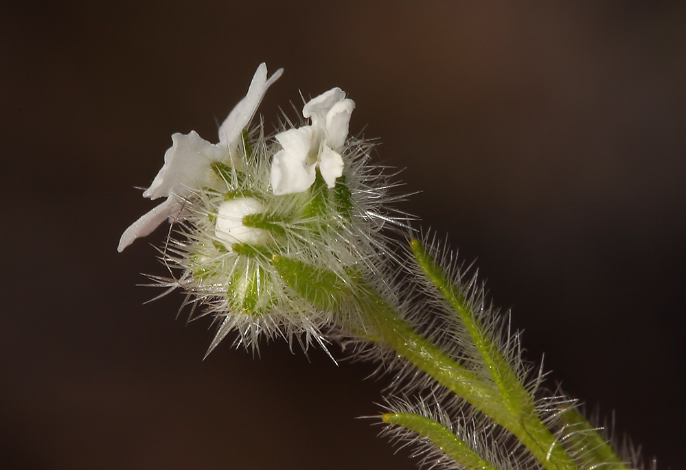 Image of Clearwater cryptantha