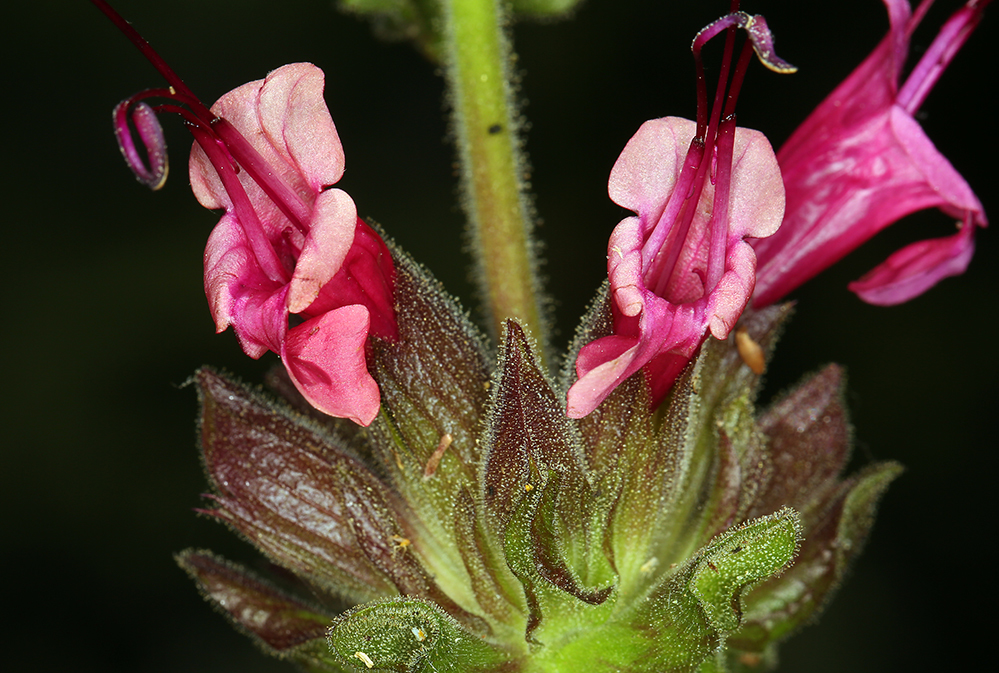 Salvia spathacea Greene resmi