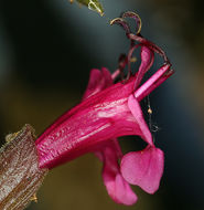Salvia spathacea Greene resmi