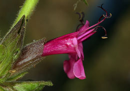 Salvia spathacea Greene resmi