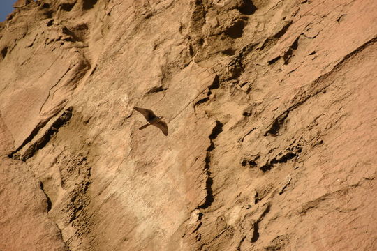 Image of Prairie Falcon