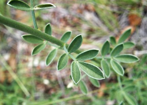 Слика од Dalea aurea C. Fraser