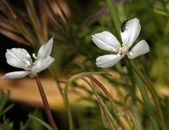 Слика од Clarkia epilobioides (Nutt.) A. Nels. & J. F. Macbr.