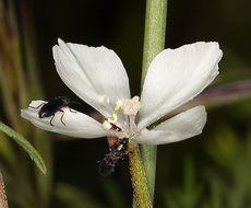 Слика од Clarkia epilobioides (Nutt.) A. Nels. & J. F. Macbr.