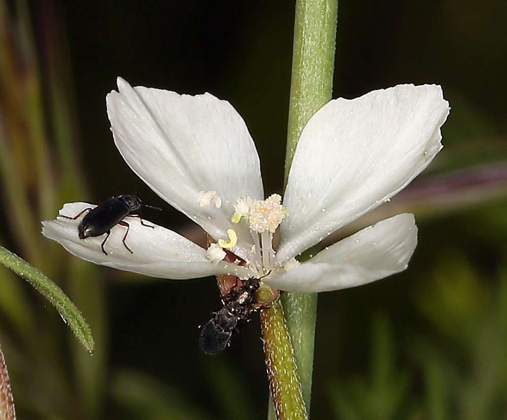 Слика од Clarkia epilobioides (Nutt.) A. Nels. & J. F. Macbr.