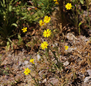 Image of Lyon's pygmydaisy