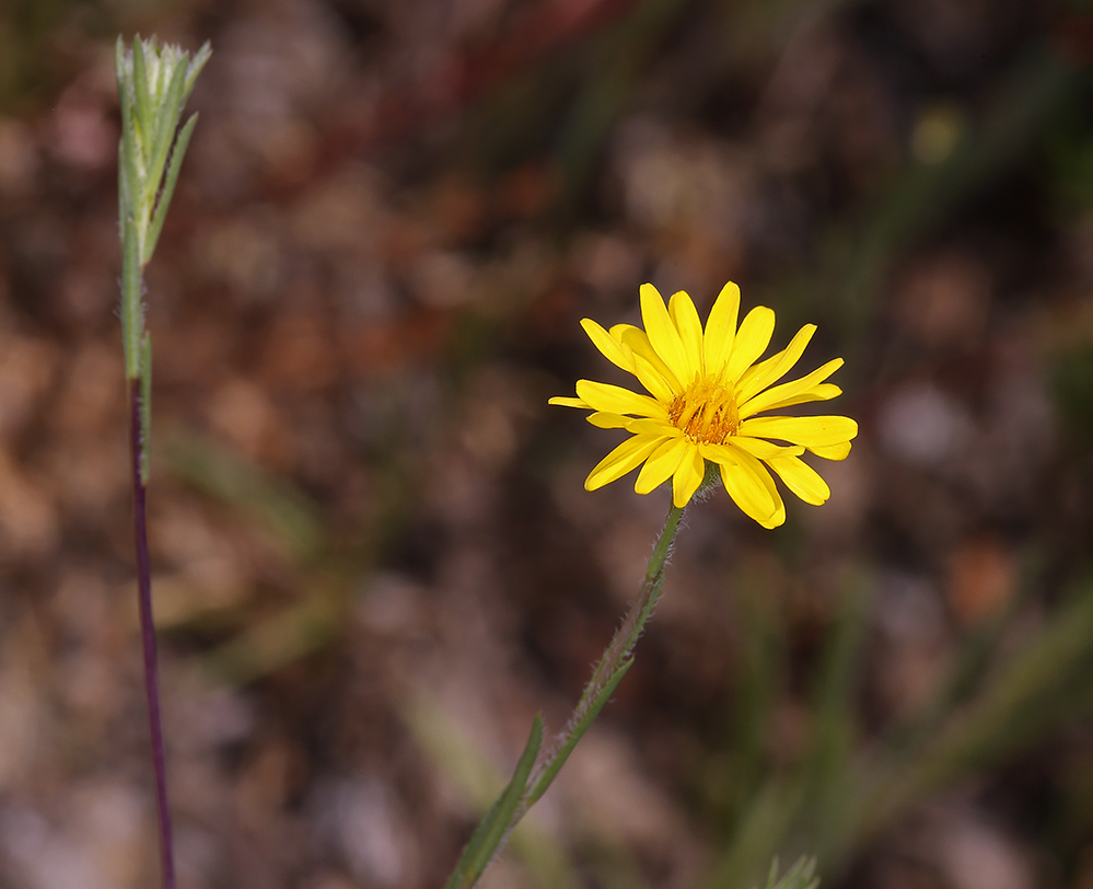 Image of Lyon's pygmydaisy