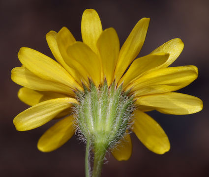 Image of Lyon's pygmydaisy