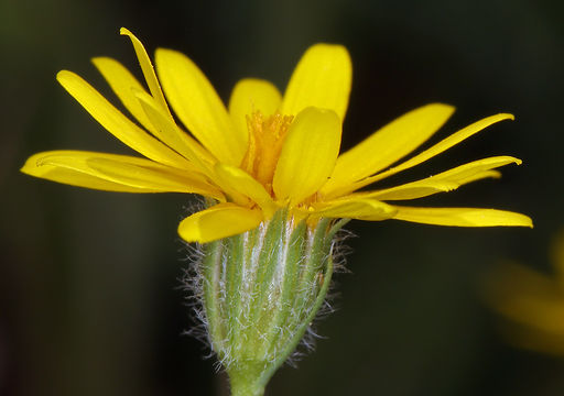 Image of Lyon's pygmydaisy