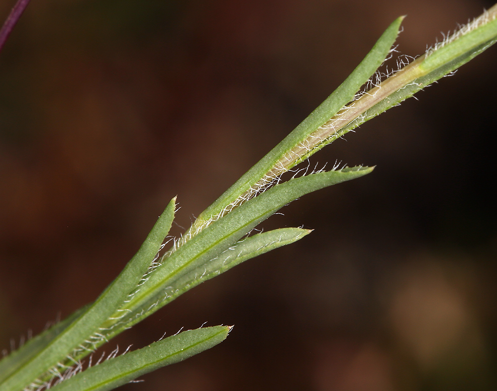 Image of Lyon's pygmydaisy