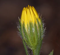 Image of Lyon's pygmydaisy