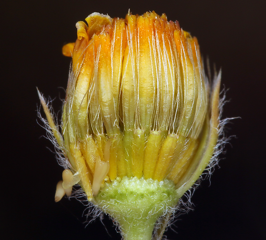 Image of Lyon's pygmydaisy