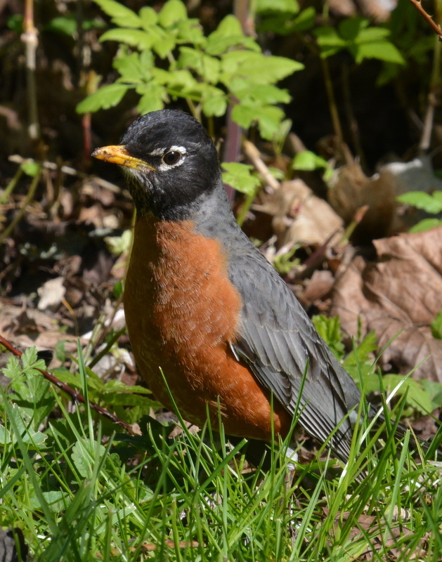 Image of American Robin