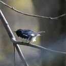 Setophaga caerulescens (Gmelin & JF 1789) resmi