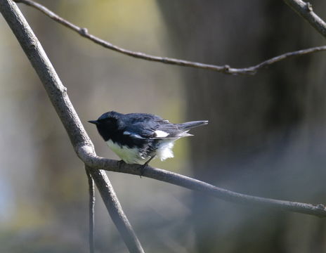 Imagem de Setophaga caerulescens (Gmelin & JF 1789)