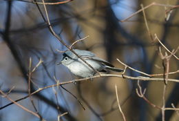 Image de Gobemoucheron gris-bleu