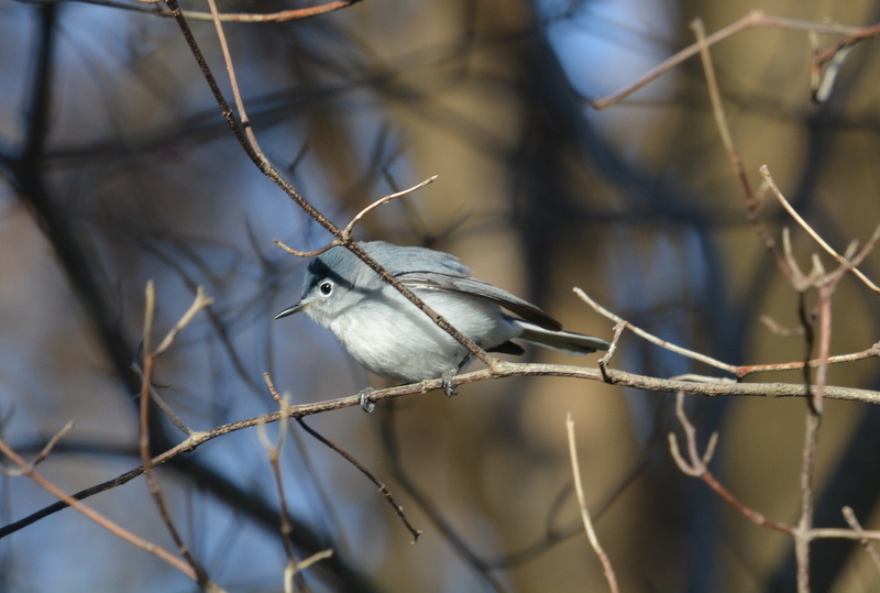 Polioptila caerulea (Linnaeus 1766)的圖片