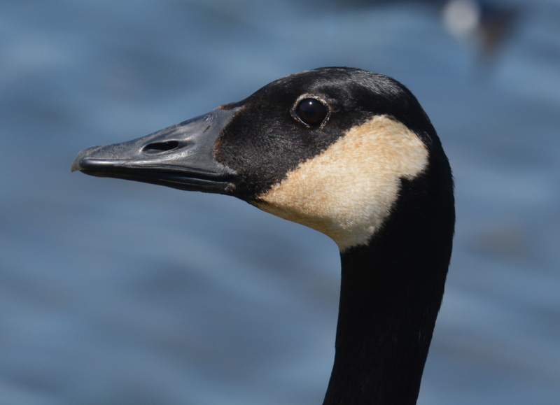 Image of Canada Goose