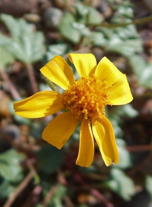 Image of Bartlett daisy