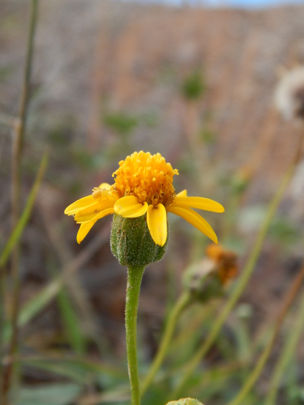 Image of Bartlett daisy