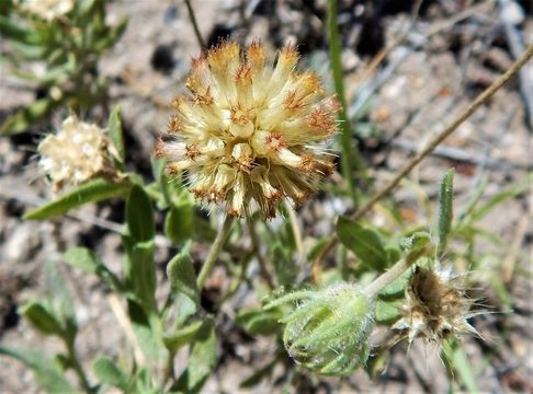 Image of firewheel