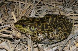 Image of American Bullfrog