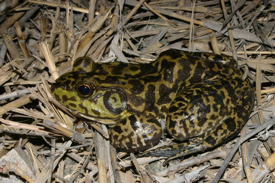 Слика од Lithobates catesbeianus (Shaw 1802)