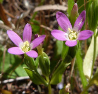 Image of Davy's centaury