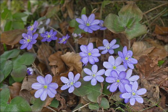 Слика од Hepatica nobilis Schreb.