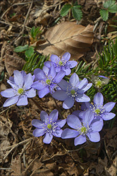 Слика од Hepatica nobilis Schreb.