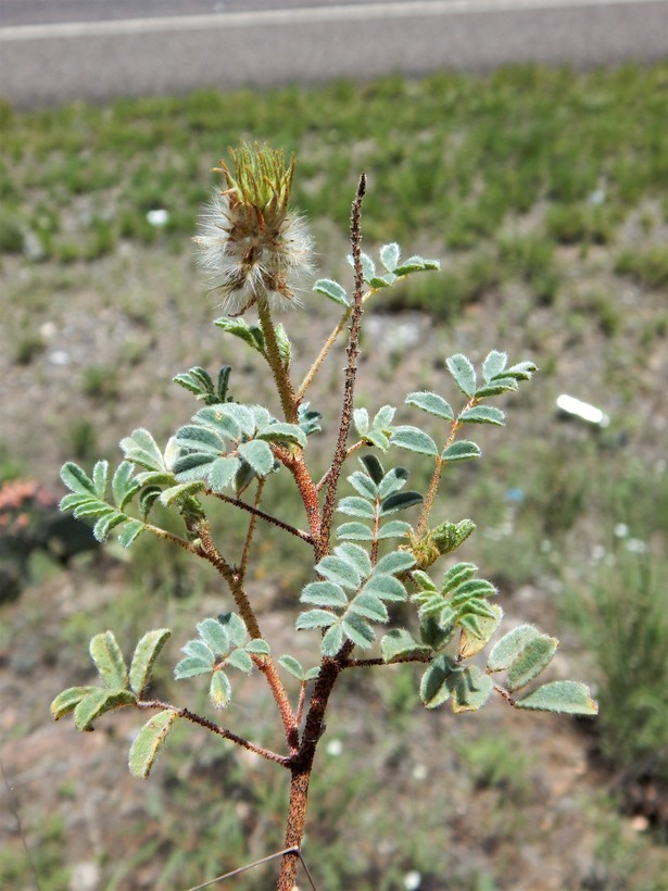 Image of glandleaf prairie clover