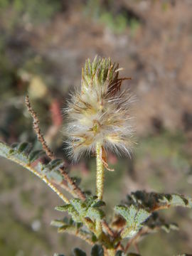 Image of glandleaf prairie clover
