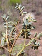 Image of glandleaf prairie clover