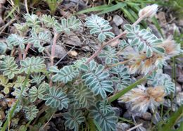 Image of downy prairie clover