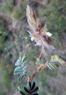 Image of downy prairie clover