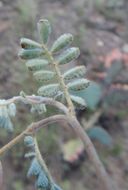 Image of downy prairie clover