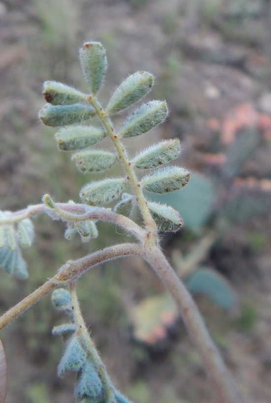 Image of downy prairie clover