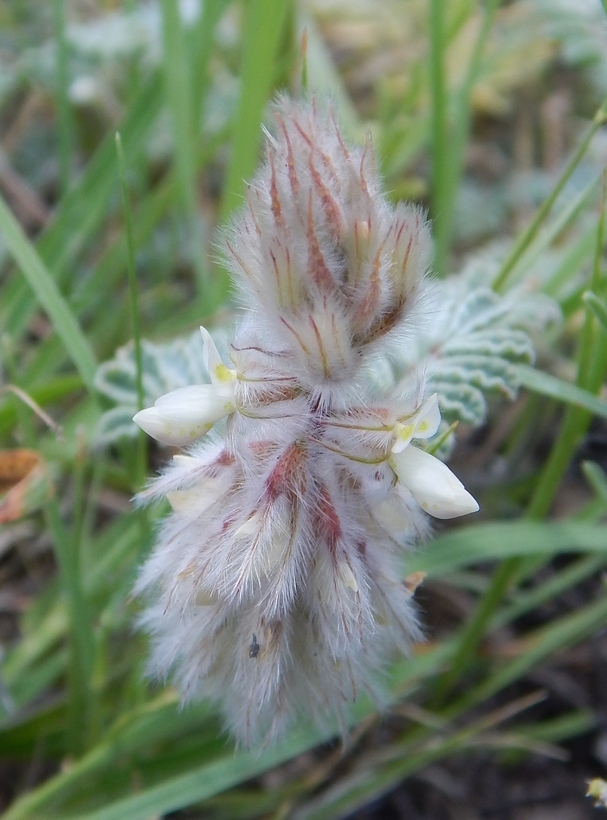 Image of downy prairie clover