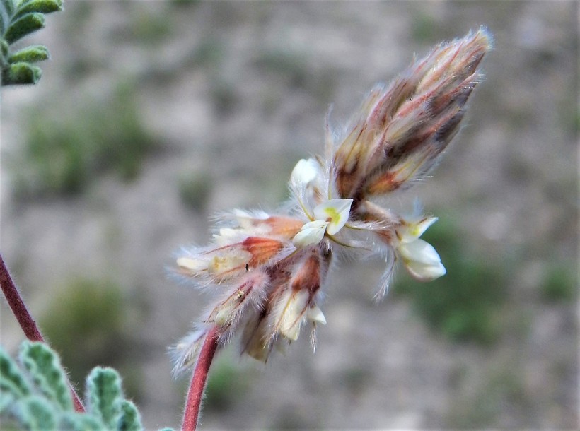 Image of downy prairie clover