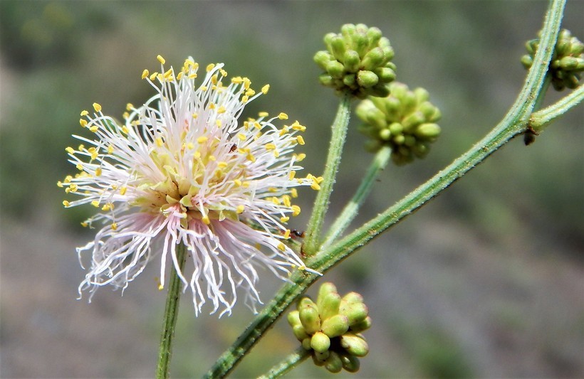 Image of Cooley's bundleflower