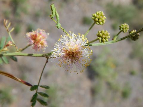 Image of Cooley's bundleflower