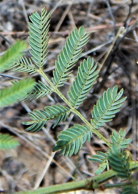 Image of Cooley's bundleflower